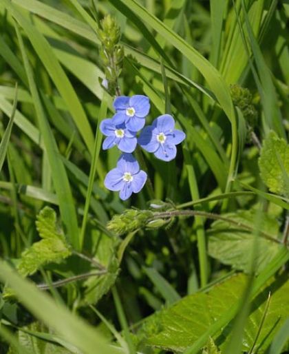Speedwell, Germander