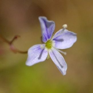 Speedwell, Marsh