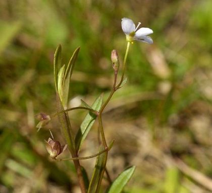 Speedwell, Marsh