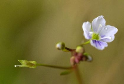 Speedwell, Marsh