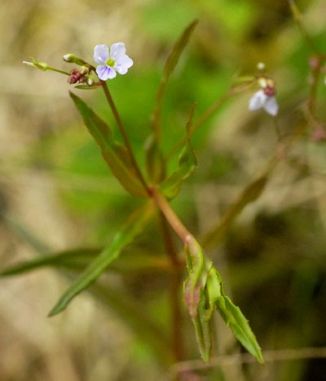Speedwell, Marsh