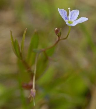 Speedwell, Marsh
