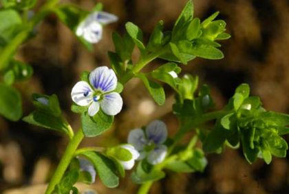 Speedwell, Thyme-leaved