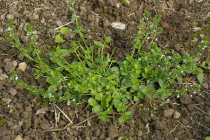 Speedwell, Thyme-leaved