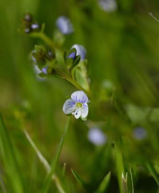 Speedwell, Thyme-leaved