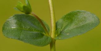 Speedwell, Thyme-leaved