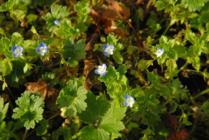 Field-speedwell, Common