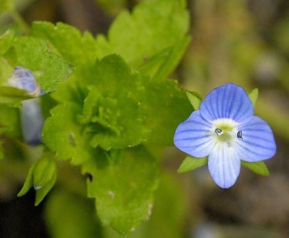 Field-speedwell, Common