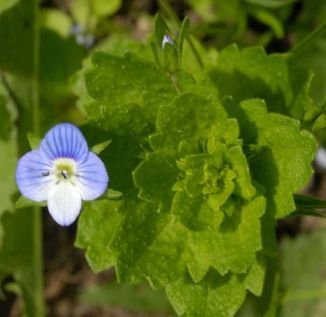 Field-speedwell, Common