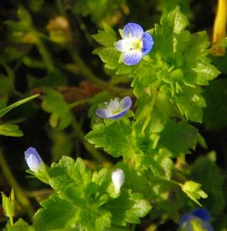Field-speedwell, Common