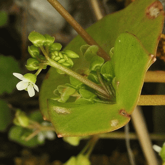 Springbeauty
