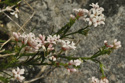 Squinancywort
