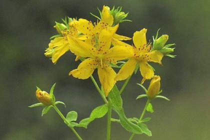 St John's-wort, Perforate