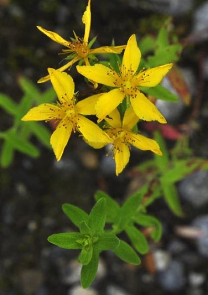 St John's-wort, Perforate