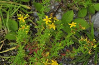 St John's-wort, Perforate