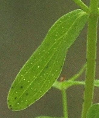 St John's-wort, Perforate