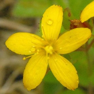 St John's-wort, Trailing
