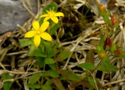 St John's-wort, Trailing