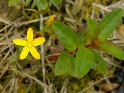 St John's-wort, Trailing