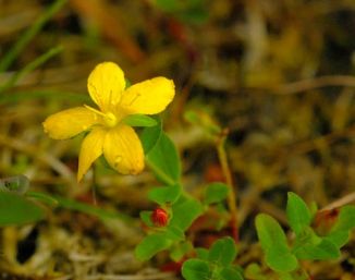 St John's-wort, Trailing