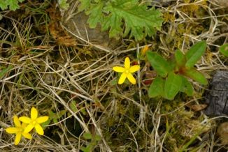 St John's-wort, Trailing