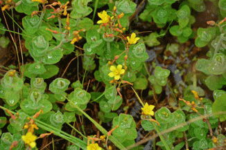 St John's-wort, Marsh