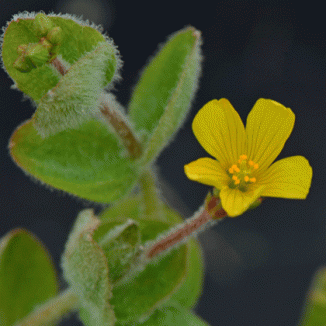 St John's-wort, Marsh