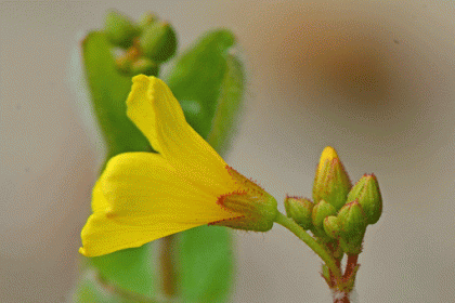 St John's-wort, Marsh