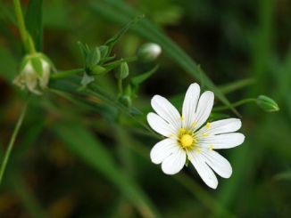 Stitchwort, Greater