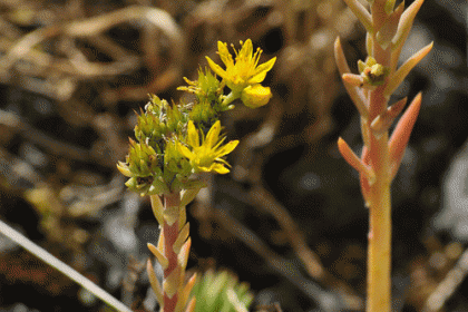 Stonecrop, Reflexed