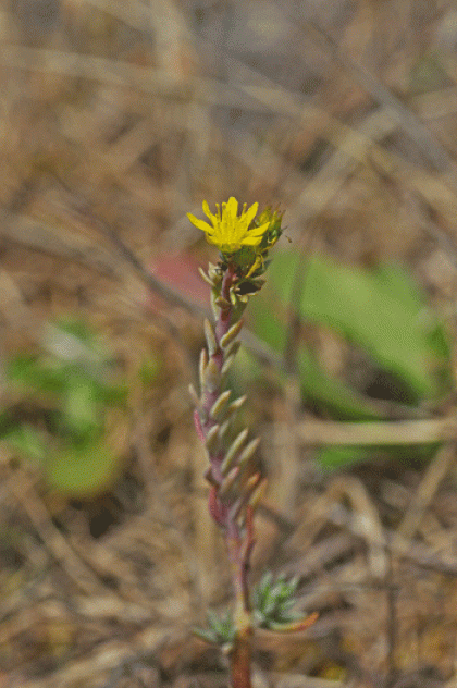 Stonecrop, Reflexed