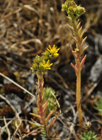 Stonecrop, Reflexed