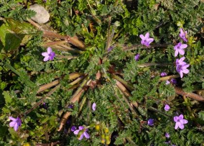 Stork's-bill, Common