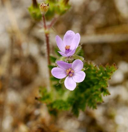 Stork's-bill, Common