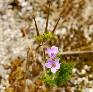 Stork's-bill, Common
