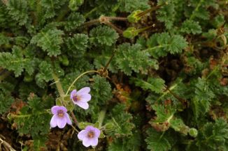 Stork's-bill, Common