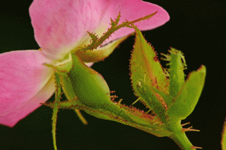 Sweet-briar