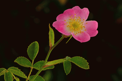 Sweet-briar