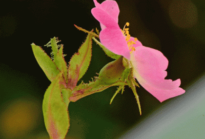 Sweet-briar