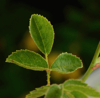 Sweet-briar