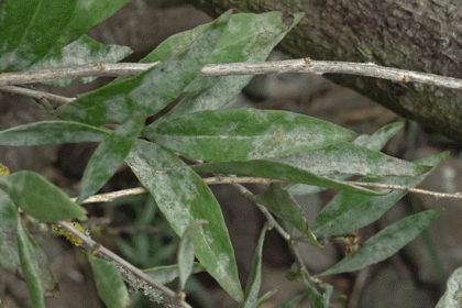 Teaplant, Duke of Argyll's