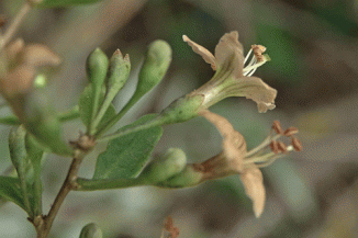 Teaplant, Duke of Argyll's