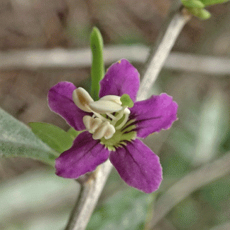 Teaplant, Duke of Argyll's