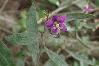 Teaplant, Duke of Argyll's