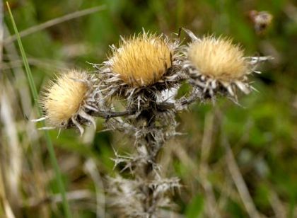 Thistle, Carline