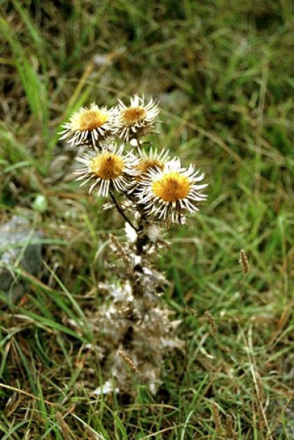 Thistle, Carline