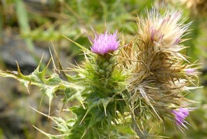 Thistle, Slender