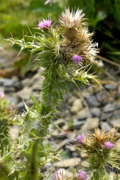 Thistle, Slender