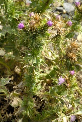 Thistle, Slender