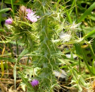 Thistle, Slender